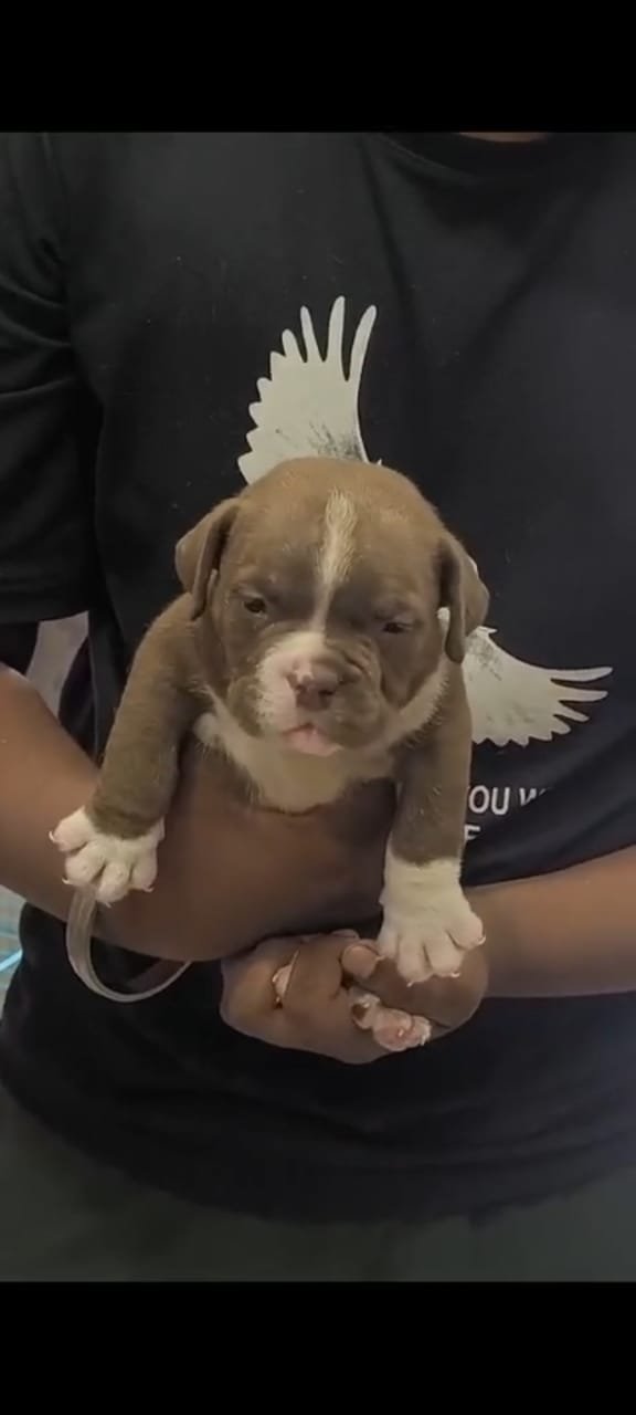 Order Female Pitbull Puppy from Goa